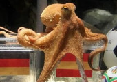 pulpo