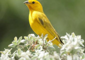 canary